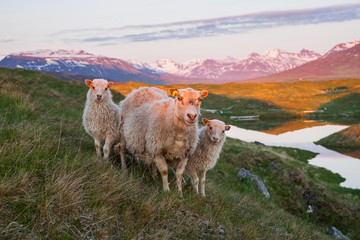 an adult sheep and two lambs in iceland in the evening