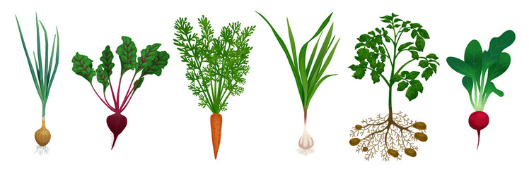 Realistic Root Vegetables Set