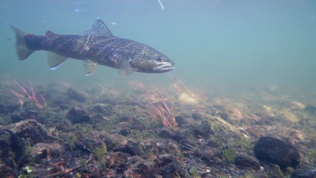 wild brown trout swimming in the river