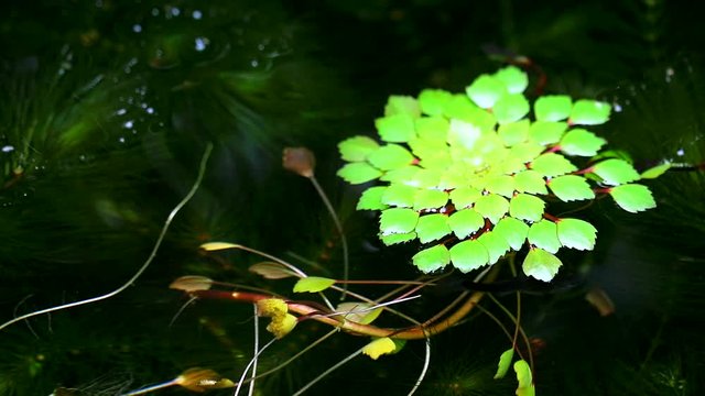 Water chestnut or Water caltrops or False loose strife or Horn Chestnut3