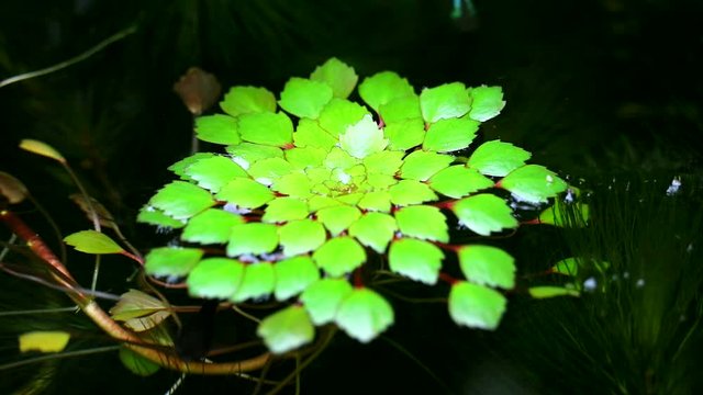Water chestnut or Water caltrops or False loose strife or Horn Chestnut4