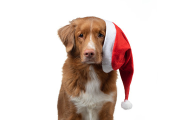 Christmas dog. Pet in a New Year's cap on a white background. red Nova Scotia Duck Tolling Retriever
