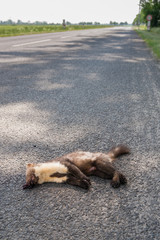 dead stone marten on a road