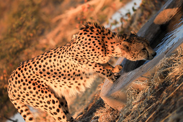 Fototapeta na wymiar Cheetah drinking