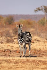Deurstickers zebra in afrika © hugotorres