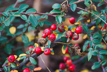 red berries on a background