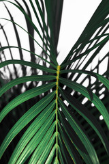Striped Palm Leaf Macro