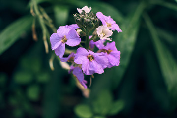 lilac macro flower in Jardin Canario. Canary Islands.