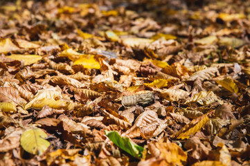 Abstract background of yellow autumn oak leaves lie curled up on the ground. Soft focus real forest. Habitat foliage