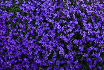 violet flower background