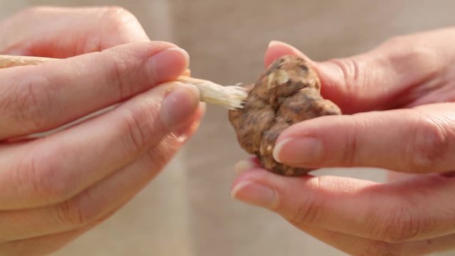 Cleaning fresh white truffle mushroom.