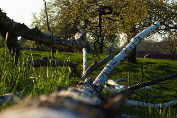 fallen tree