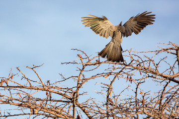 Flying grey lourie (Corythaixoides concolor) landing on a tree, Namibia