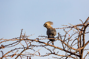 Grey lourie (Corythaixoides concolor) sitting on a tree, Namibia