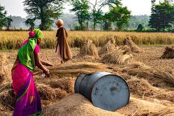Hard Working Indian Woman Farmer wearing Saree, and working in her fields in the harvest season and...