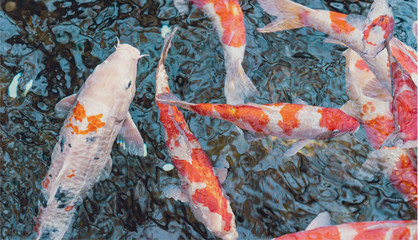 Big red and white fish in a pond, in Asakusa Tokyo