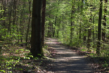 Fototapeta premium path in the forest
