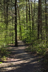 path in forest