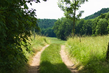 Obraz premium road in the forest