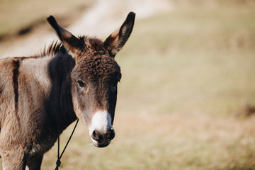 portrait of a donkey