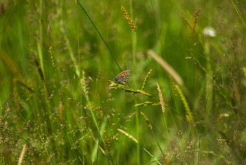butterfly on grass