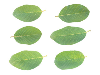 Isolated Guava leaf on the white background. Green Guava leaf. Fresh Leaves.