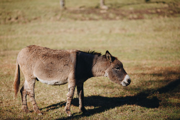 Fototapeta premium Donkey eating grass outdoors, close-up
