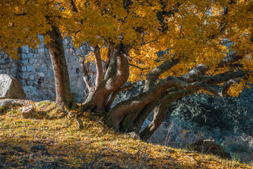 Golden autumn foliage of Montpellier Maple in Corsica