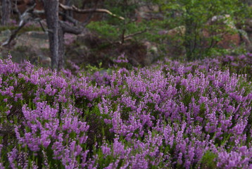 flowers in mountain