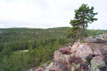 tree in mountains