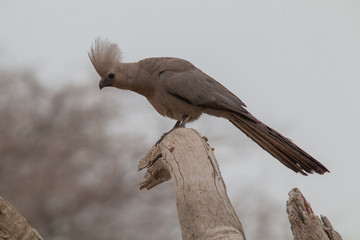 Grey go away bird on a branch, Etosha national park, Namibia, Africa