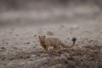 Slender mongoose on the ground, Etosha national park, Namibia, Africa