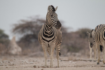 Obraz premium Burchells Zebras at the waterhole, Etosha national park, Namibia, Africa