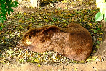 A lazy bear laying on the ground under tree shade.