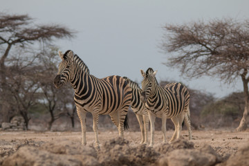 Obraz premium Burchells Zebras at the waterhole, Etosha national park, Namibia, Africa