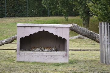 la sieste du tigre