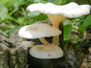 Indian fleshy small white color mushroom fungi growing in sunlight on a tree trunk above ground soil (on its food source) in the wild tropical moist forest area. India South Asia Pac