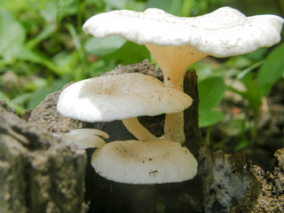 Indian fleshy small white color mushroom fungi growing in sunlight on a tree trunk above ground soil (on its food source) in the wild tropical moist forest area. India South Asia Pac