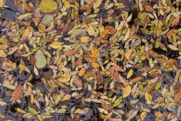 Background of autumn leaves on the water