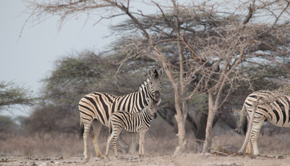 Obraz premium Burchells Zebras at the waterhole, Etosha national park, Namibia, Africa