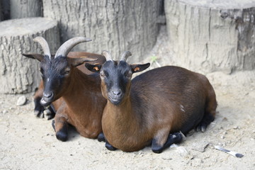 les deux font la paire