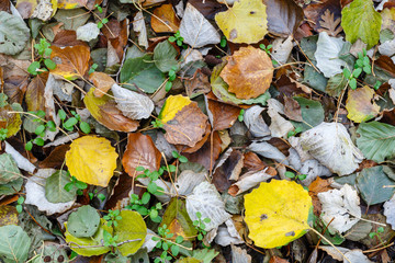 Hojas caídas en otoño de álamo temblón y aliso. Populus tremula. Alnus glutinosa.