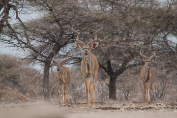 Greater Kudus at the waterhole, Etosha national park, Namibia, Africa