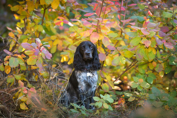 Russian spaniel close up portrait in autumn leaves
