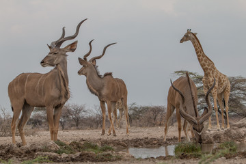 Greater Kudu and Giraffe at the waterhole, Etosha national park, Namibia, Africa