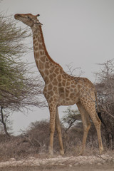 Giraffe at the waterhole, Etosha national park, Namibia, Africa
