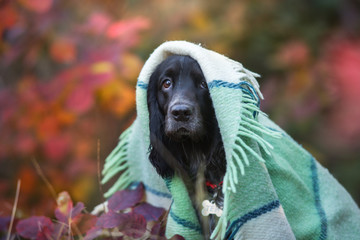 Russian spaniel close up portrait in plaid