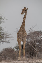 Giraffe at the waterhole, Etosha national park, Namibia, Africa
