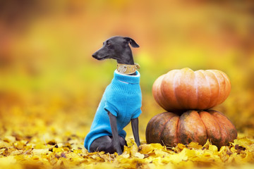 Italian greyhound  standing on pumpkins