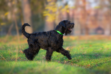  Giant Schnauzer  walk in yellow and orange fall leaves